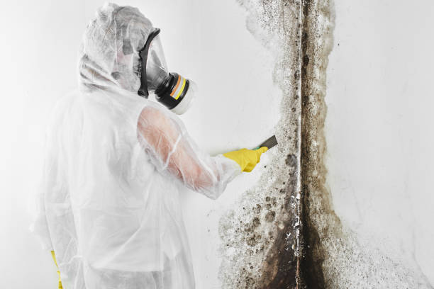 Best Fast Mold Removal  in Clksville, AR