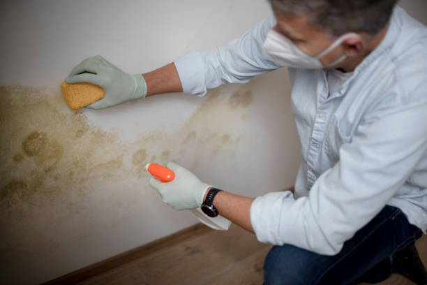 Best Mold Testing  in Clksville, AR