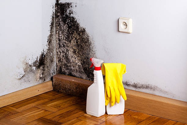 Professional Mold Removal in Clarksville, AR