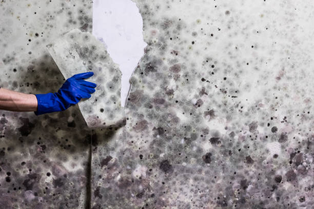 Best Crawl Space Mold Removal  in Clksville, AR