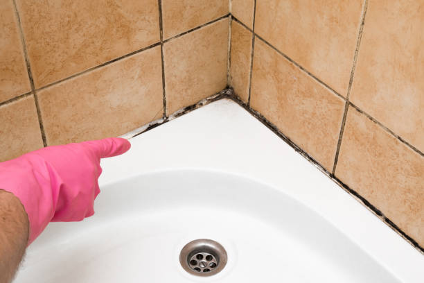 Best Mold Inspection  in Clksville, AR
