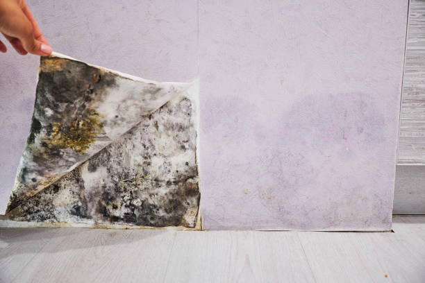 Best Residential Mold Removal  in Clksville, AR